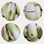 업소용 식당용 제주 월동무 세척무 국산무 흠집 못난이무 무우 10kg, 1개 : 솔직한농부