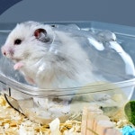 지니셀 투명 햄스터 집 햄스터집 : 추천앤라운지