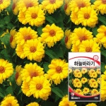 하늘바라기 100립 / 씨앗 종자 꽃씨 꽃밭 화단 조경 정원 : 신세계식물병원