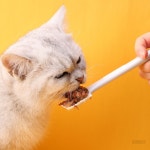 블랑코24 반려동물 캔스푼 : 블랑코24