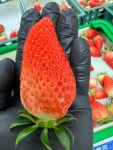 대왕딸기 킹스베리 1kg (500gX2팩) : 마이트리 텃밭사장