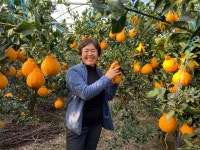 실속형 가정용 하우스 제주한라봉 레드향 5kg 10kg : 창호네농장