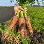 하도농수산 국산 제주 구좌 햇당근 흙당근 5kg 10kg 미니 주스용 산지직송 : 하도농수산