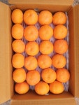 고당도 만감류 제주산지 직송 레드향 가정용 5kg 10kg : 파랑새귤농원