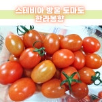 망고향 스테비아 방울 토마토 토망고 단마토 싱싱 탱탱 달콤 500g, 4개 : 퍼니몽마켓