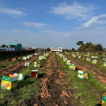 하도농수산 국산 제주 구좌 햇당근 흙당근 5kg 10kg 미니 주스용 산지직송 : 하도농수산
