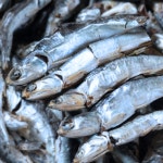 국산 멸치 1.5kg 국물멸치 국멸치 육수용 : 대한민국농수산