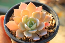 모닝뷰티 군생 미니다육 다육이꽃 다육식물 이름 농장 포트 홈가드닝 키우기 쉬운 특이한 : 핑키다육