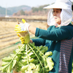 2025년 햇 무청 시래기 300g 말린 건나물 : 다보농장