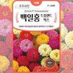 겹백일홍씨앗 10립 F1교배종 드림랜드 믹스 키작은 꽃씨 몰 종자 봄 여름 가을 파종 : 주주씨앗