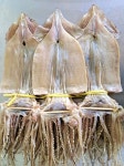 마른오징어 건오징어 중 375g 5미 : 영주수산