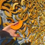 (품절)[농장에서직접만든] 국산호박 수제 늙은호박고지 말린호박 200g : 당진 새마실농장