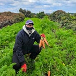 제주 구좌당근+감자 반반세트 흙당근 대지 탐나 햇 제철 산지직송 5kg : 평대돌담농장