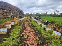 국내산 산지직송 제주 구좌 흙당근 햇당근 주스용 쥬스용 요리용 : 제주 태린농장