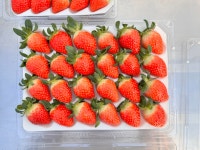 생딸기 설향 산지직송 삼소농장 800g 900g 1kg : agwith