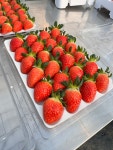 생딸기 설향 산지직송 삼소농장 800g 900g 1kg : agwith