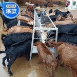 송아지먹이통 축산용품 염소 사료통 배식통 건초급이기 여물 급여통 목장 : 글로버리원