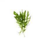 [원에이커팜] 친환경 와일드루꼴라 50g, 1팩 : 원에이커팜