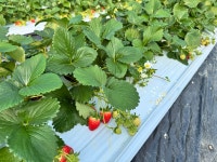 생딸기 설향 산지직송 삼소농장 800g 900g 1kg : agwith