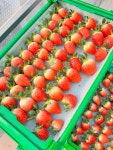 생딸기 설향 산지직송 삼소농장 800g 900g 1kg : agwith