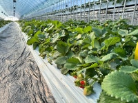 생딸기 설향 산지직송 삼소농장 800g 900g 1kg : agwith