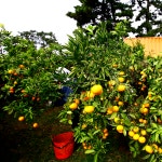 [요망진 감귤 농장 직송] 제주 무농약 이시지귤 혼합과 9kg : 셀러라이브 픽