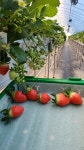 생딸기 설향 산지직송 삼소농장 800g 900g 1kg : agwith