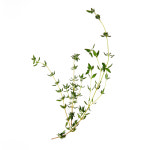 [원에이커팜] 친환경 타임 허브 생잎 10g, 1팩 : 원에이커팜