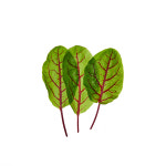 [원에이커팜]  친환경 레드쏘렐 20장 내외, 1팩 : 원에이커팜