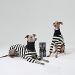 무지조타 냄새쓱싹리는 강아지치약 스프레이 : 메디코스랩샵