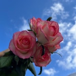 주밀리아장미  농장직송 졸업 생일 축하 장미꽃 꽃선물 장미 스승의날 어버이날 기념일 : 송현장미