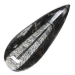 칼리파노 정통 천연 오르토세라스 화석 모로코에서 멸종된 두족류 껍질 : 에코트렌드코너