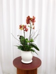 주황 호접란 주문제작 화분 집들이 선물 신혼집 거실 카페 개업 개원 축하 배달 : 세시의 정원사