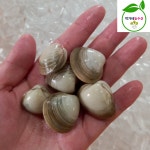 동죽 1kg (80미내외) 해감 탕 구이 해감 조개 : 박가네농수산