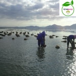 동죽 1kg (80미내외) 해감 탕 구이 해감 조개 : 박가네농수산