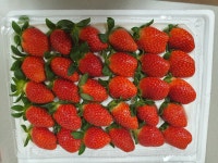 딸기 명품 청원 생명딸기 설향 고당도 생딸기 1kg : 일품명가 공식스토어