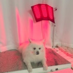아픈 강아지 고양이 디스크 슬개골탈구 치료관리 근적외선광치료기 펫스니즈- 닥터펫 펫큐어레이 트리플(대형) : 펫스니즈-닥터펫