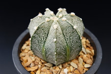 난투(난봉옥X투구 교배종)-241226 아프리카식물 농장 싸이테 멸종위기희귀식물 선인장 : 에이플랜트