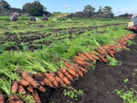 제주 구좌당근 햇당근 흙당근 주스용 요리용 선물용 백화점 3kg 5kg 10kg 산지직송 : 하도농장