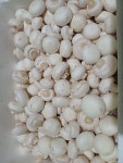 [농가직송] 콩알  장조림용 양송이 버섯 2kg : 부여금백양송이농장