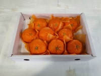 제주 레드향 한라봉 묶음발송 3kg/5kg, 10kg : 창호네농장