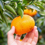 제주 서귀포 한라봉 레드향 천혜향 선물세트 3KG/5KG 가정용 : 국대과일촌