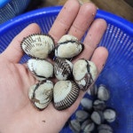 벌교 새꼬막(사이즈 중) 1kg : 꼬막직거래유통