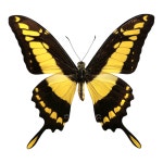 Papilio thoas 토아스호랑나비 나비표본 : 나비야 나비야