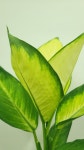 부산개업화분 마리안느 사하구 승진화분 : BS플라워 부산 화환 화분