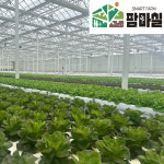 [팜마실]유러피안 샐러드 상추 3~4종 1kg : 지평선몰