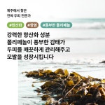 신남 감계모량 샴푸 500ml 제주 감태 계피 천연샴푸 플로럴향 두피케어 모발강화 한밭대 : 캣파워