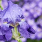 프래그런스오일 아이리스39 100ml L타입 따뜻 청조한 은은한 꽃향기 니치향수 고퀄리티 명품향 브랜드타입 향수재료 향기에the반하다... 