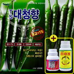 TS 대청향 청양고추 1200립 고추종자씨 조생종 청량고추 청고 바이러스 매움극강 흥국시드 : 큰들상사