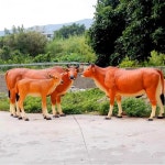 모형 동물원 조형물 한우고기 전시 A형 정육점 축제 농장 캐릭터 한우 대형 소모형 소농장 트럼펫 황소 60 19 39cm : 루미shop